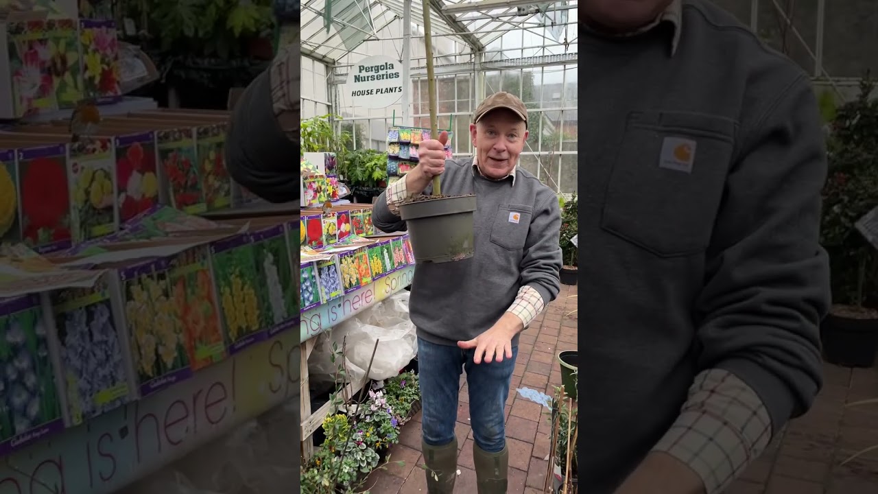 Small Garden Tree Japanese Flamingo Willow WEBSHOP https://pergolanurseries.ecwid.com