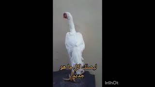 حلويات الهندي من النوادر