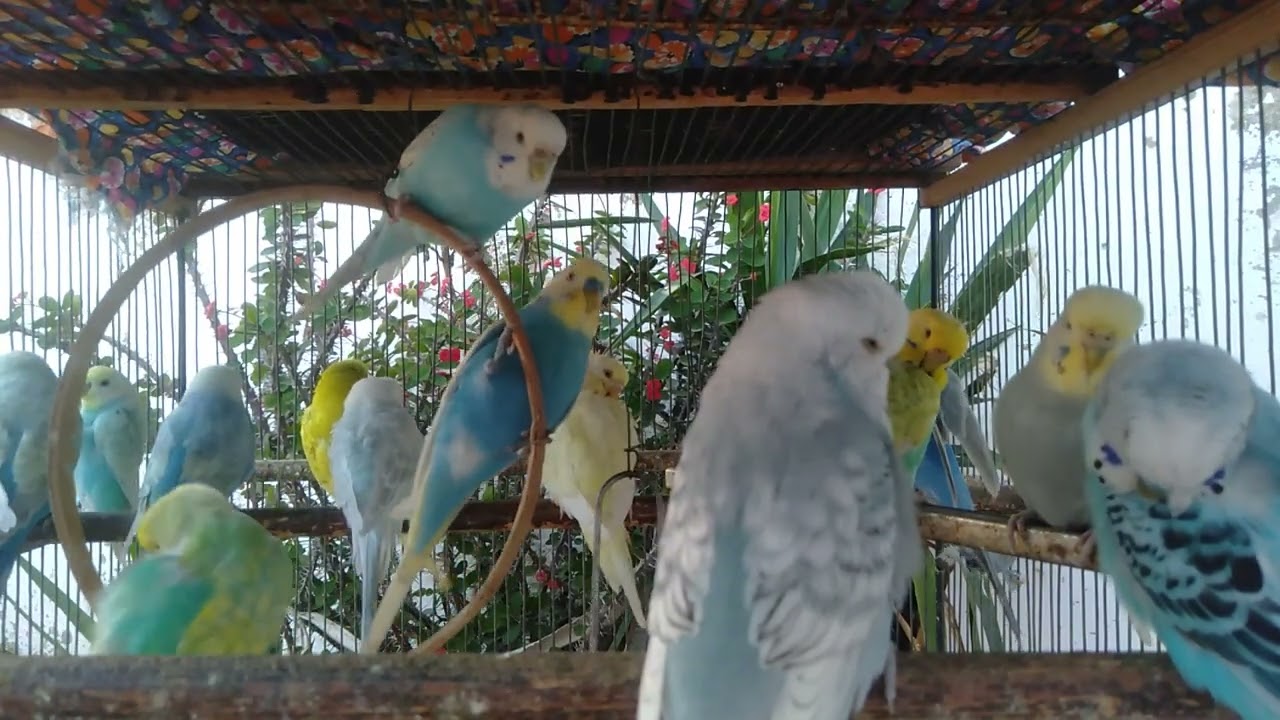 🕊️ Long Life Secrets 🐦💖 