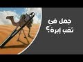جمل في ثقب إبرة كيف وعي 