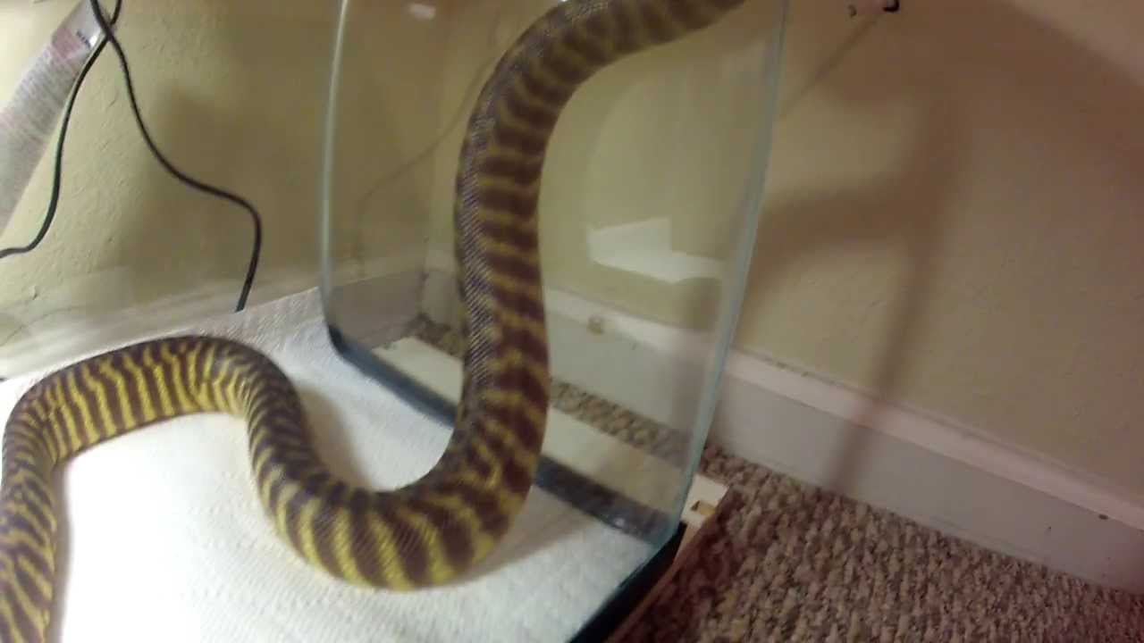 Woma Python - YouTube