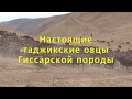 Настоящие таджикские овцы Гиссарской породы Ходжи Мирзокарима