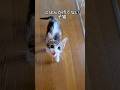 鳴きながらママの足をよじ登る子猫【預かり保護猫】