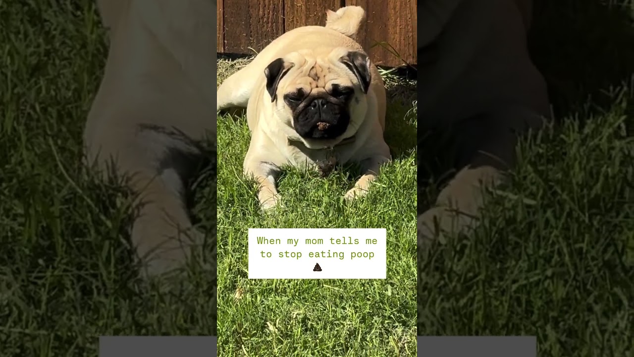 When My Mom Tells Me to Stop Eating Poop…