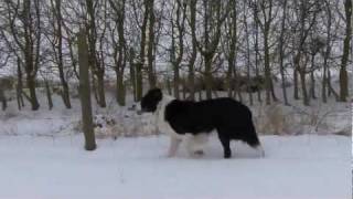 Border Collie Rescue - Fun with Shep and Tiger. by BorderCollieRescueUK 11,882 views 12 years ago 7 minutes, 30 seconds