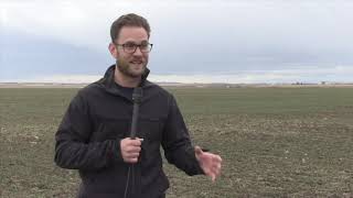 Wheat School: Establishing wheat mortality rates