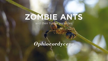 Zombie Ants - Real World Sci-fi Horror Story