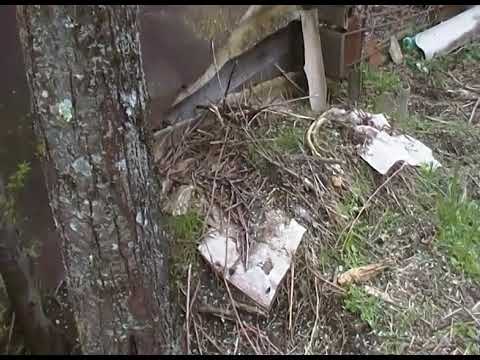 კომპოსტი ბოცვრის ექსკრემენტებისაგან, საუკეთესო სასუქია! 20/03/2020