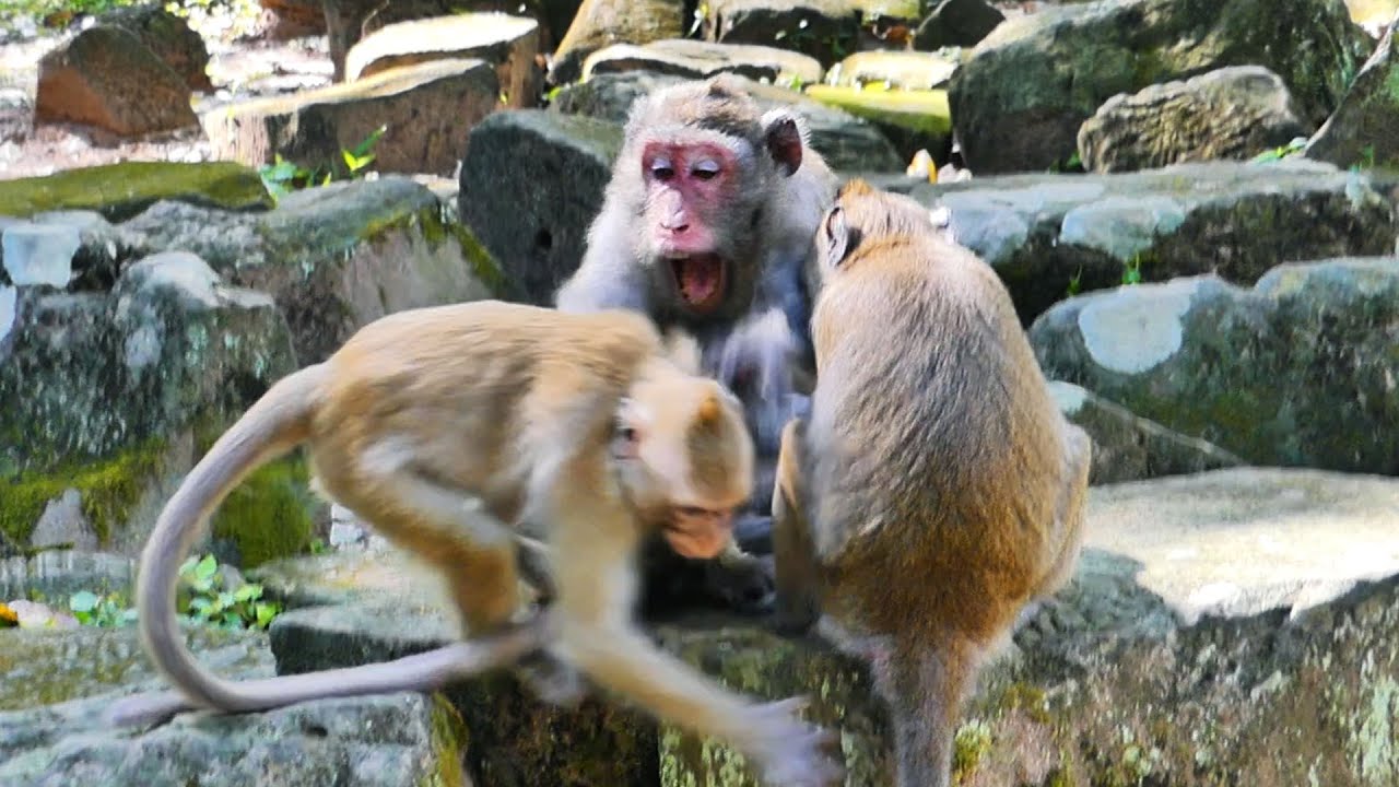 Update Wildlife..., Momma Jane does not authorize Brindy closeness with her family, So lovely family