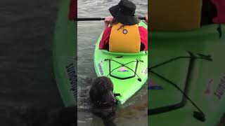 Standard poodle attempts daring rescue on Lake Michigan