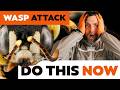 Prevent Wasp Attacks On Beehives - How To Stop Wasps Robbing Your Bees And Protect Weak Colonies
