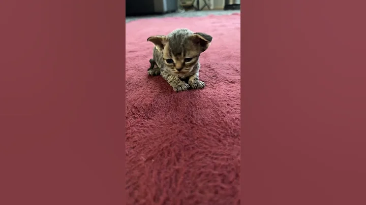 Video 4281131: devon rex cat kitten, adorable devon rex cat, cute devon rex kitten, devon rex cat funny