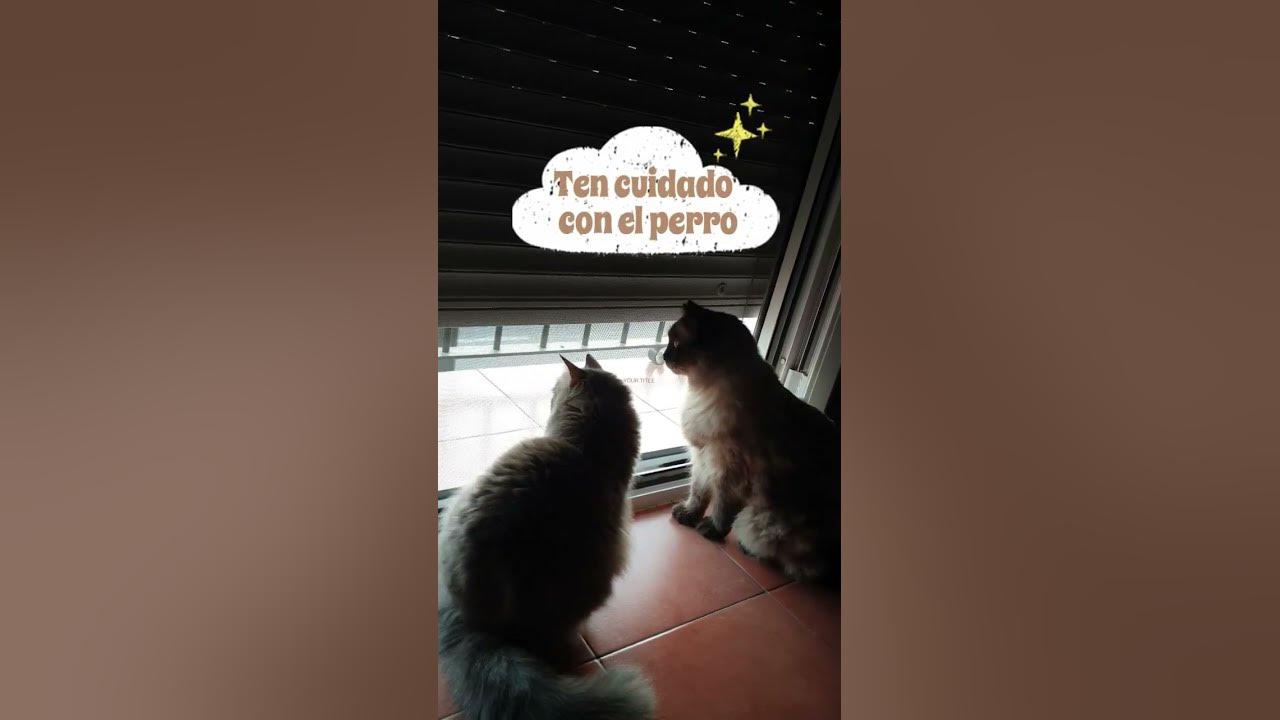 Gato y gata enamorados, cuidado con el perro, Harry Nilsson - Without you, sin ti, #shorts