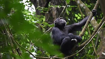Trekking with Primates Adventure with Ian Gilby 2025