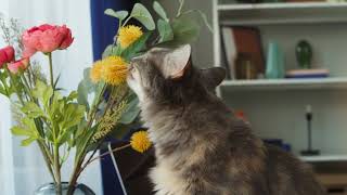 Cat Sniffing Flowers