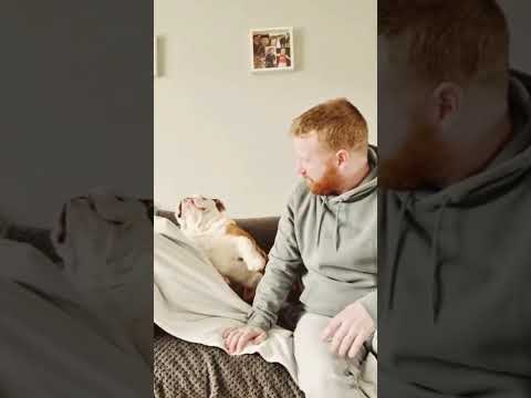 Ctto Dog Viral Funny Pets Pablo