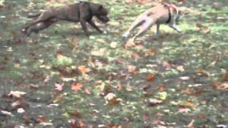 11 Month Old Pitbull Pups Playin