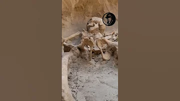 Археологи нашли не разграбленное захоронение скифского воина  #находка #новости #скифы