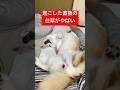 主にべったりへそ天で寝てる柴犬。電気をつけたら仕草が可愛すぎた。 #shibainu #柴犬