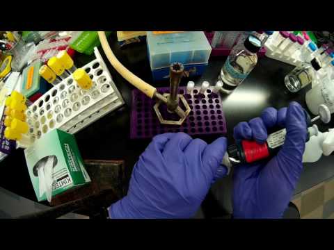 Video: Penggunaan Gliserol Yang Lebih Baik Oleh Strain Rhodococcus Opacus Yang Menghasilkan Triacylglycerol Untuk Bahan Api Yang Boleh Diperbaharui