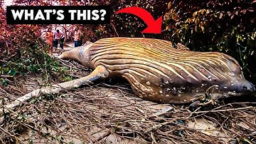 What They Captured Deep Inside The Amazon Jungle Defies All Logic!