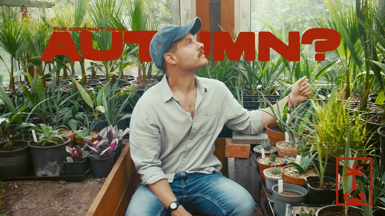 October Palm Update (Washingtonia, Brahea, Sabal, Livistona, Syagrus & More!) 🌴🍂