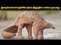 இதையெல்லாம் இனிமே நீங்க நிஜத்தில் பார்க்க முடியாது! | 5 Wild Animals That Have Rarely Been Seen