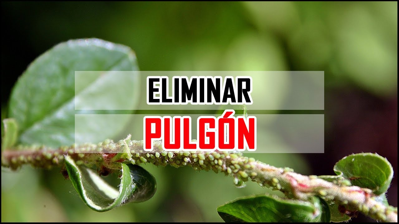 Cómo eliminar el PULGÓN con el JABÓN POTÁSICO | Locos por la huerta