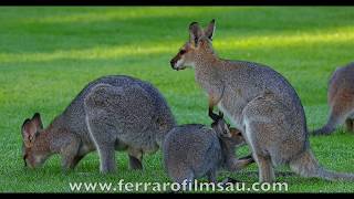 Australian Macropods (orig in 4K)
