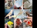 دكر الكناري يلقح الانثى مرتين 🐦😍🤩💯 Accouplement canaries satiné