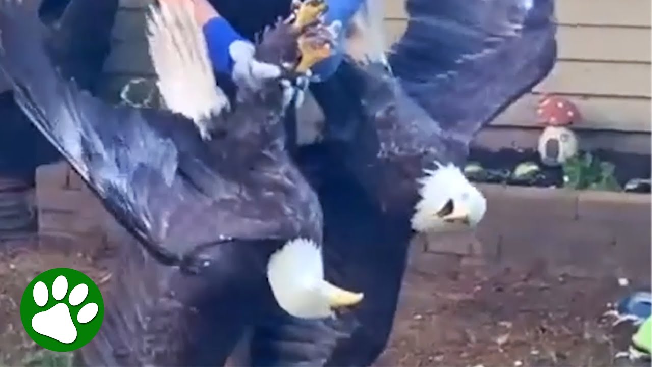 Woman Break Up Intense Eagle Fight
