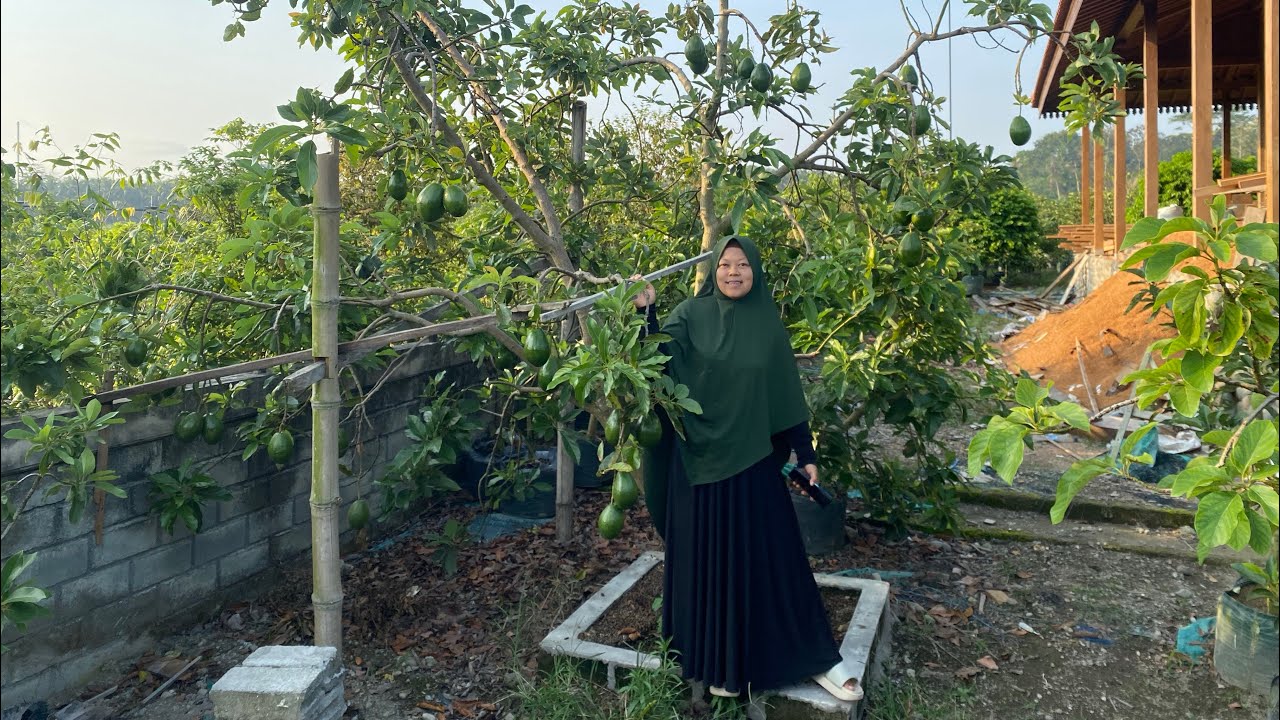 JENIS ALPUKAT IMPORAN YANG PALING GENJAH DI TANAM DI INDONESIA ??