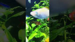 1 feet Cube community Aquarium tank #fish #smallaquarium #cute #exoticaquariumfish #aquariumlovers