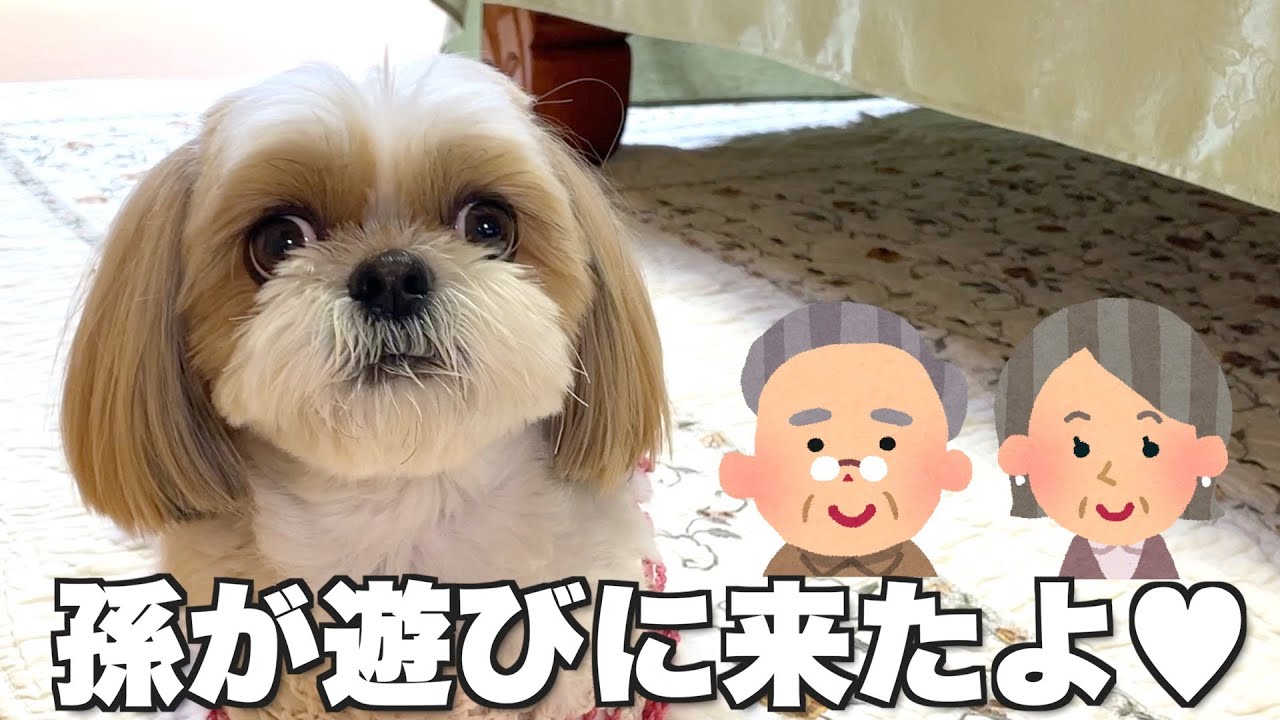 【シーズー】孫のように可愛がってくれるおじいちゃんおばあちゃんと過ごした日VLOG#シーズー #dog #vlog #시추