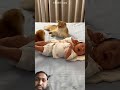 Billi dimaagdar 😺 #youtubeshorts #facts #viral #new #trending #hearttouching #shorts #funny .