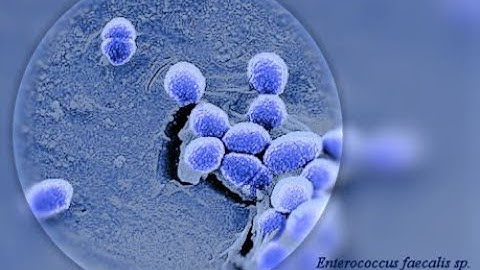 Gamma-Hemolytic Streptococci/Enterococci - Microbiology Boot Camp