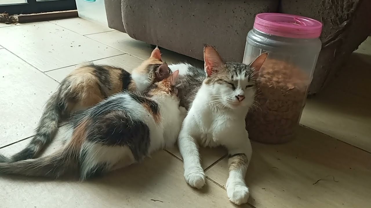 Cats & kittens are 871 & 780 & 706 & 623 & 522 & 505 & 457 & 381 & 266 & 228 & 128 &288 &222 &120&86