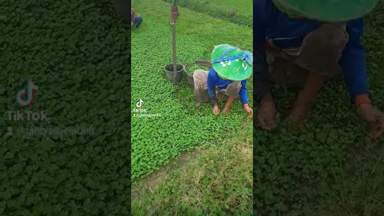 daun semanggi enak & banyak manfaat nya