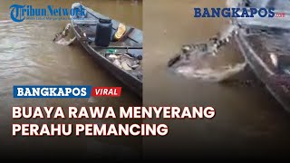 Detik-detik Buaya Rawa Menyerang Saat Perahu Pemancing Saat Bawa Ikan Banyak