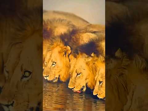 ვიდეო: რატომ იყო სეხმეტი ლომი?
