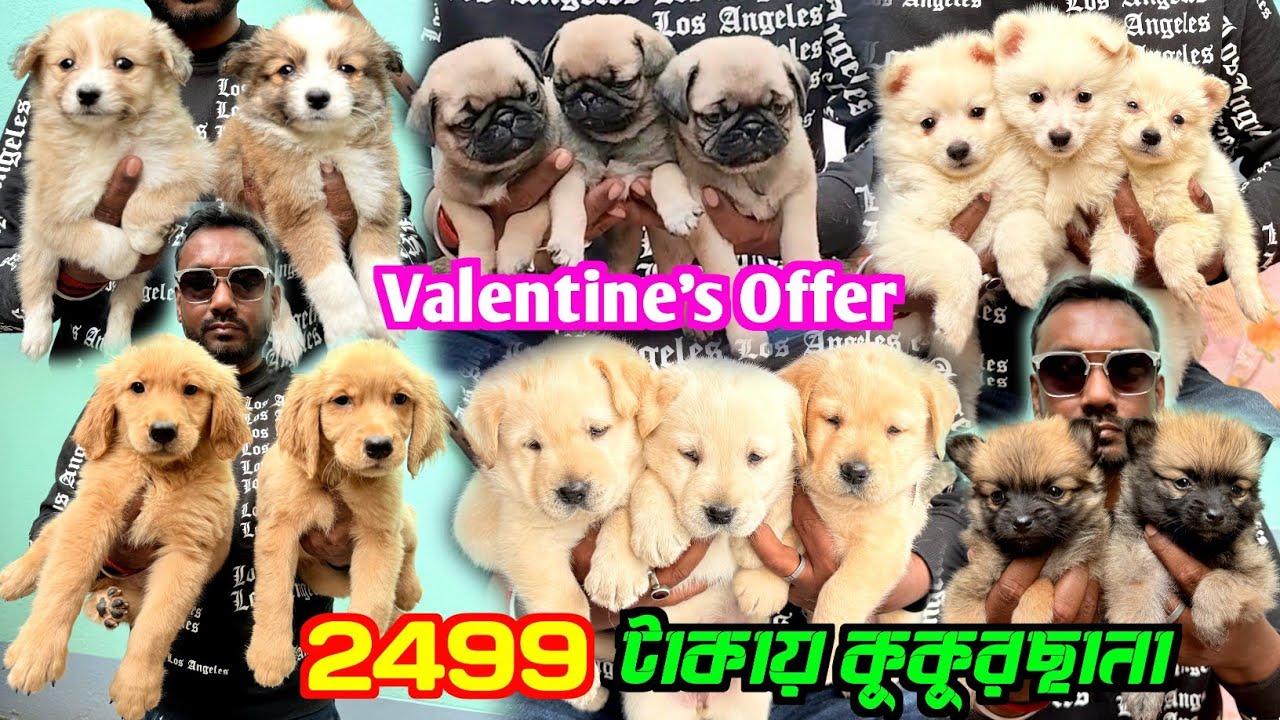 Low Price Puppy Sale in Naihati. Dog Market in Kolkata Price. Kolkata Dog Market.