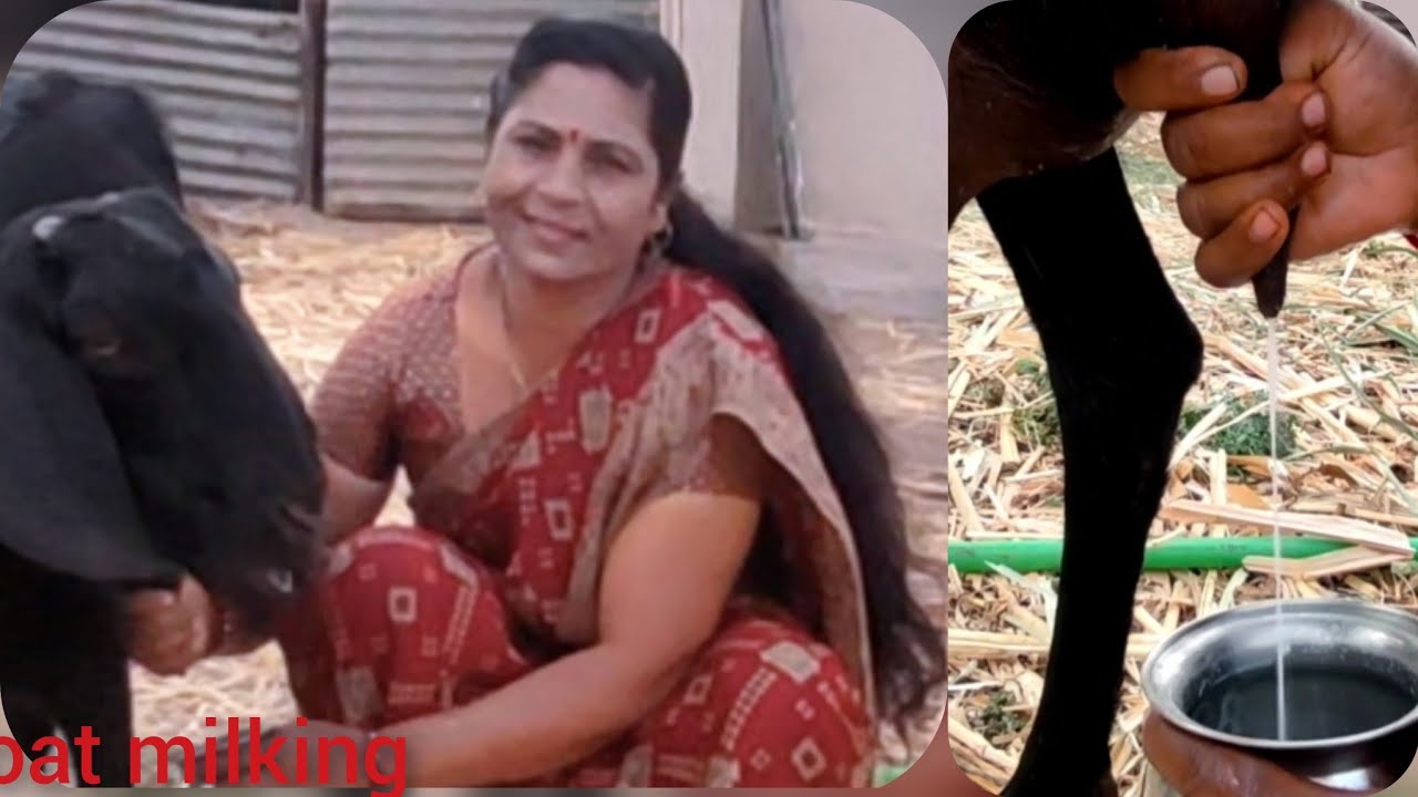 How to goat milk milking by hand#  बकरी का दूध कैसे निकाले 