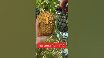 Quả đẹp ăn lại ngon, các bác cứ trồng 1 cây cho e ☎️092.391.6866-0921.826.862  #nhavuonngoclam