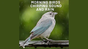 Morning Birds Chirping Sound and Rain 1 Hour Relaxing Nature Ambient Yoga Meditation Sounds For...