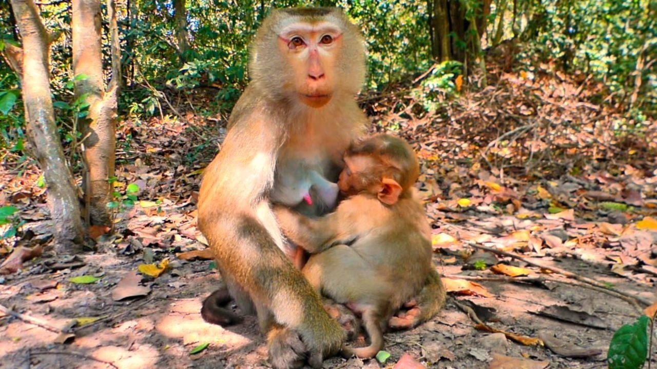 Thankfully! Beautiful Moment Mommy LUNA Provide Sweet Breastfeeding to Poor Baby Lynx