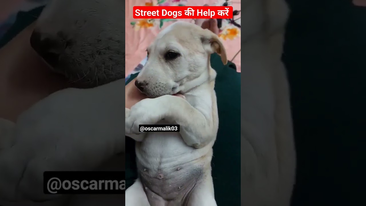 Street Dogs Kii Help Kare. #shortsvideo #dog #youtubeshorts #viral #ytshorts #music #love