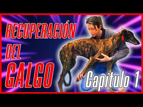 Video: Aquí hay un perro robótico que mueve la pierna. Que tengas una buena noche.