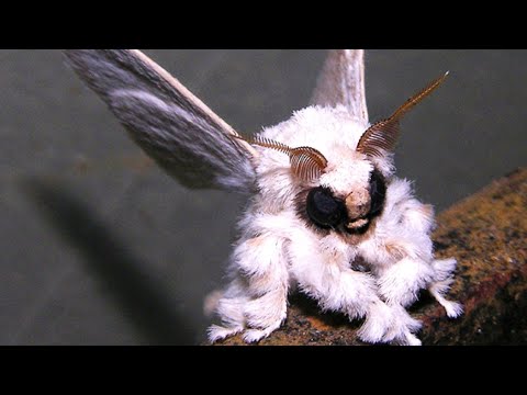 Vídeo: A Onipresente Mariposa Arminho