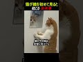 猫が鏡を初めて見ると起こる出来事