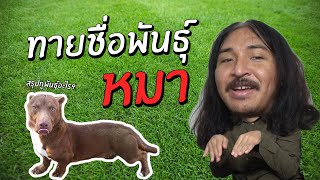 ทายชื่อพันธุ์หมา | SHOCKER BOYS